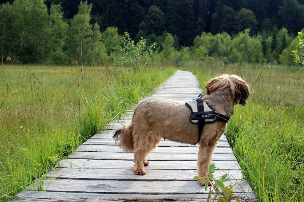 Consejos para el senderismo con perros - consejos para el senderismo con perros
